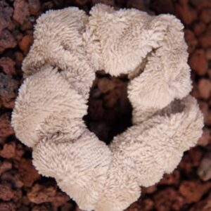 Chouchou éponge noisette